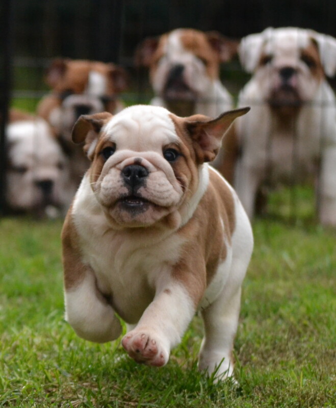 Planned Litter Planovany Vrh Magamabull Fci Kennel