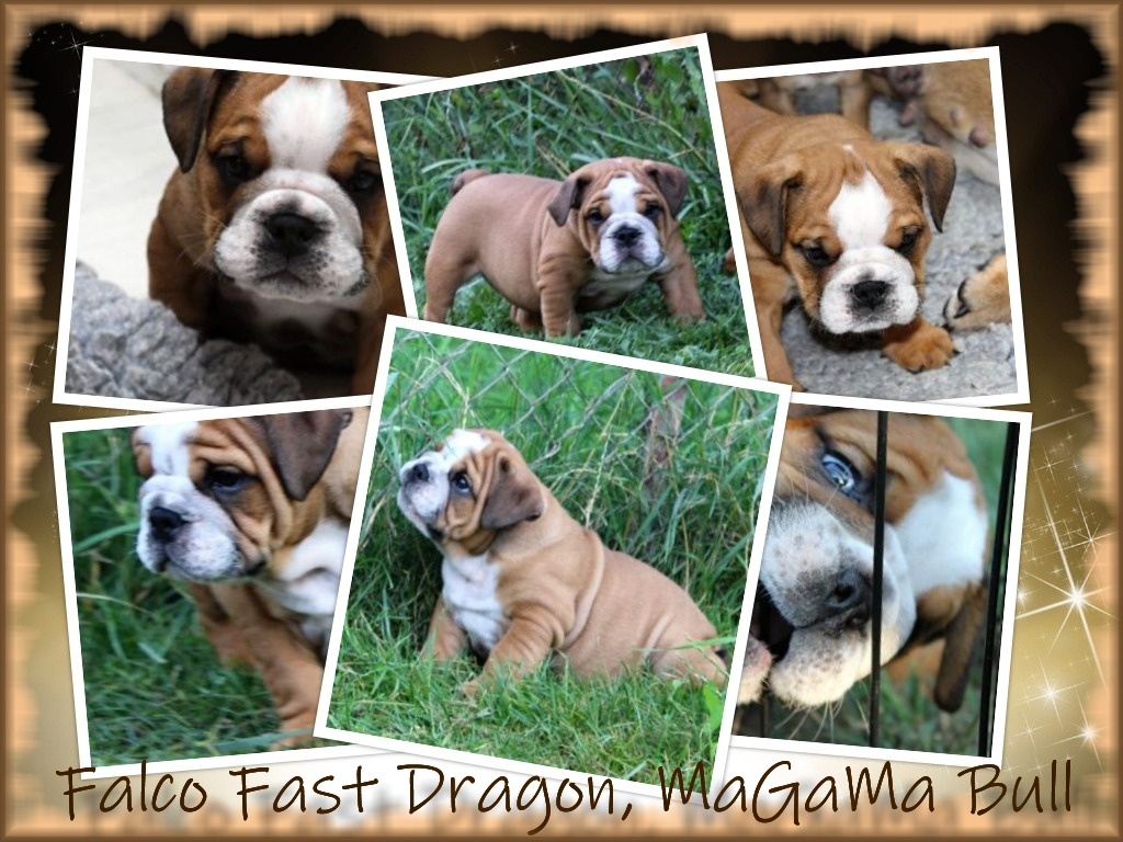 collage Falco