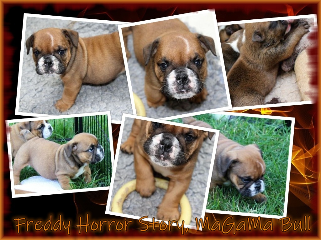 collage Freddy