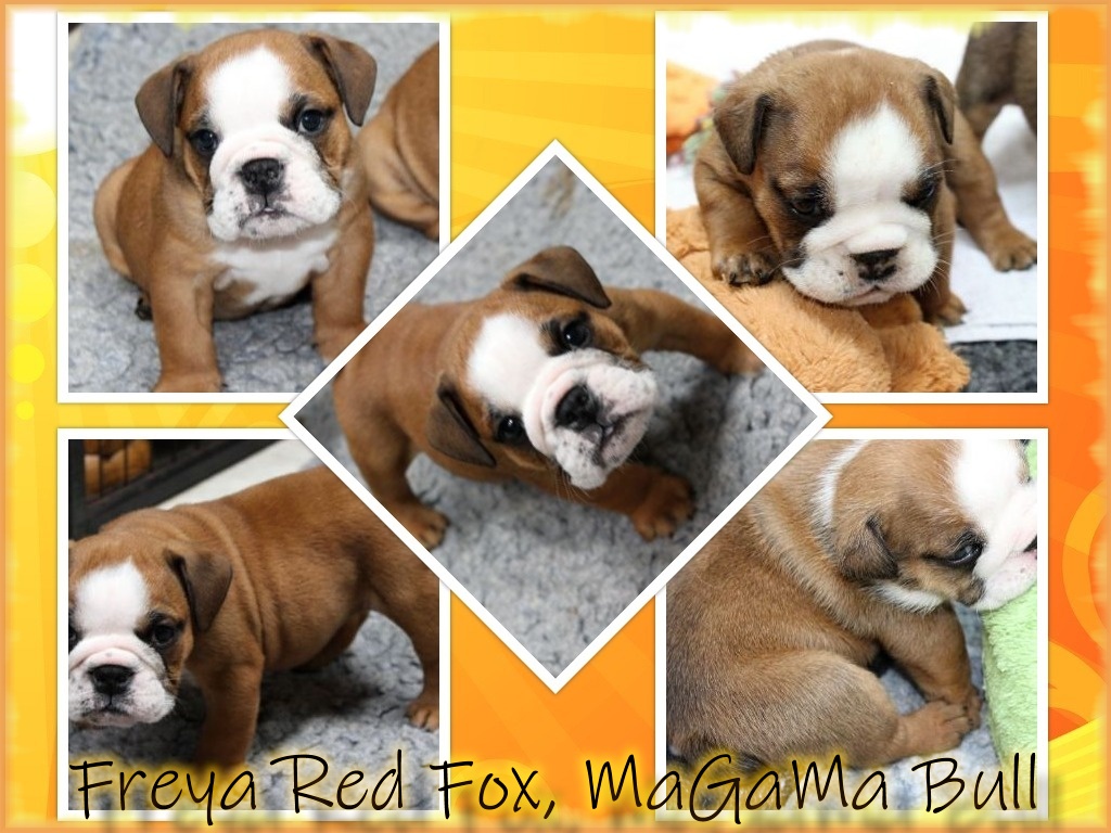 collage Freya